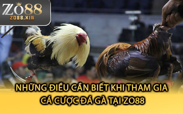 Những Điều Cần Biết Khi Tham Gia Cá Cược Đá Gà Tại Zo88